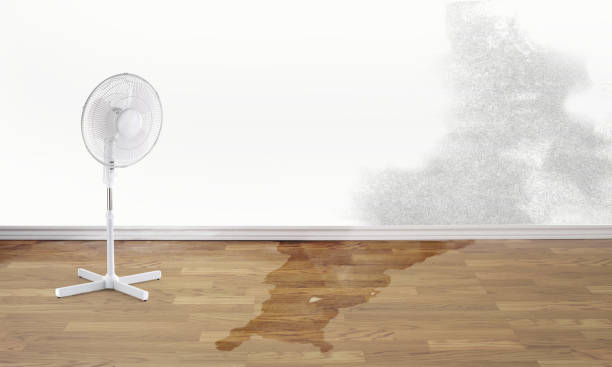 Best Water damage cleanup near me  in Greenwood, MO